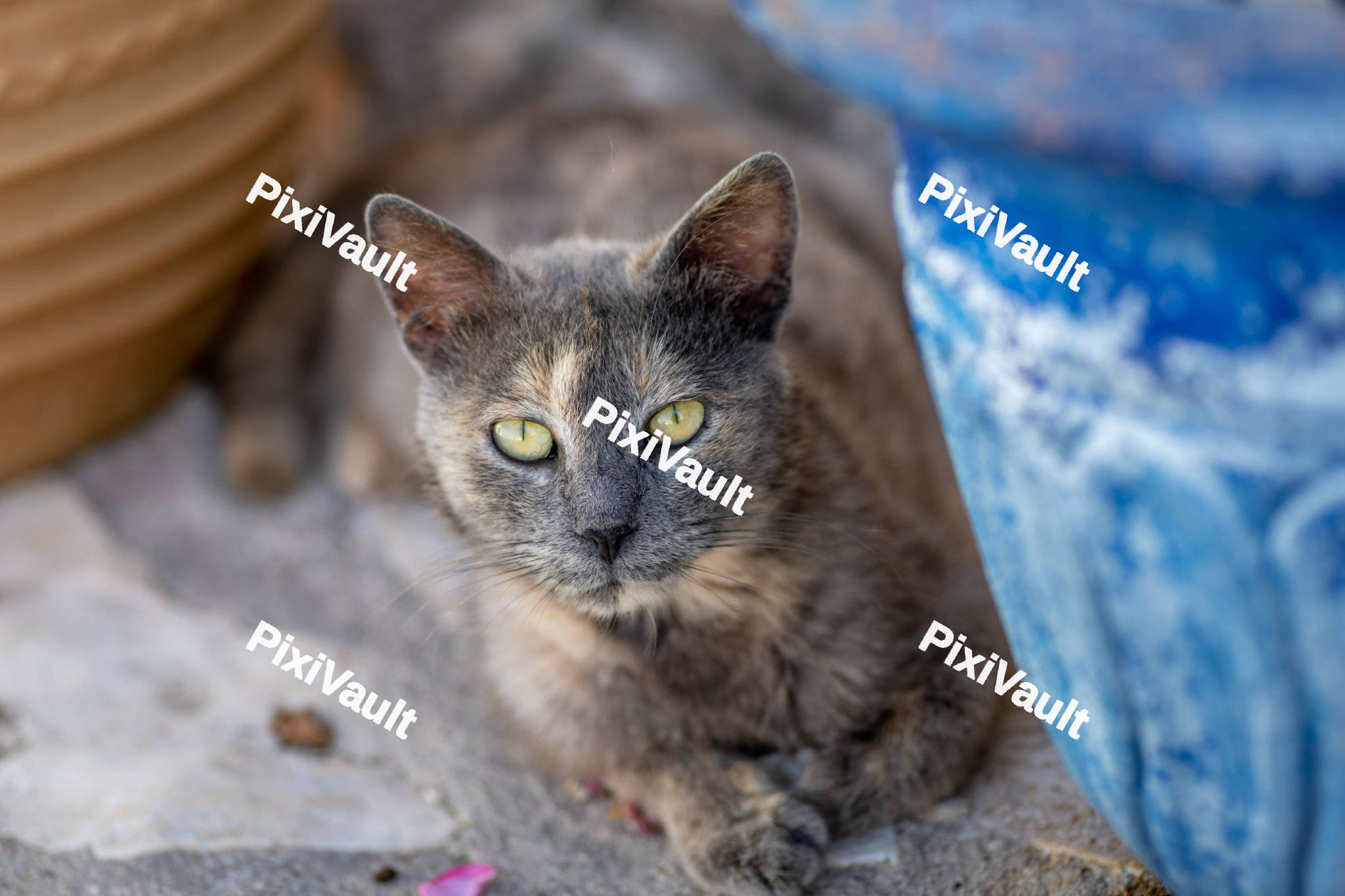 A grey cat looking at the camera